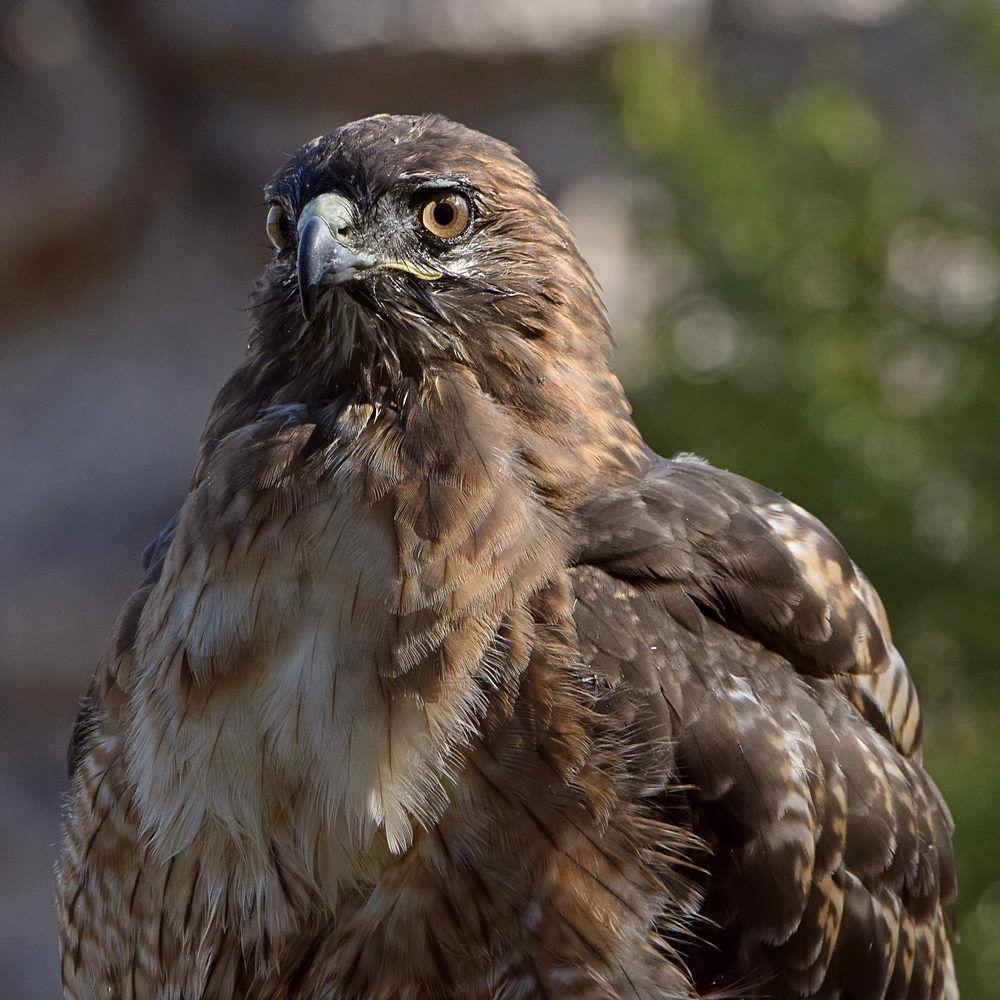 Hawk2.jpg