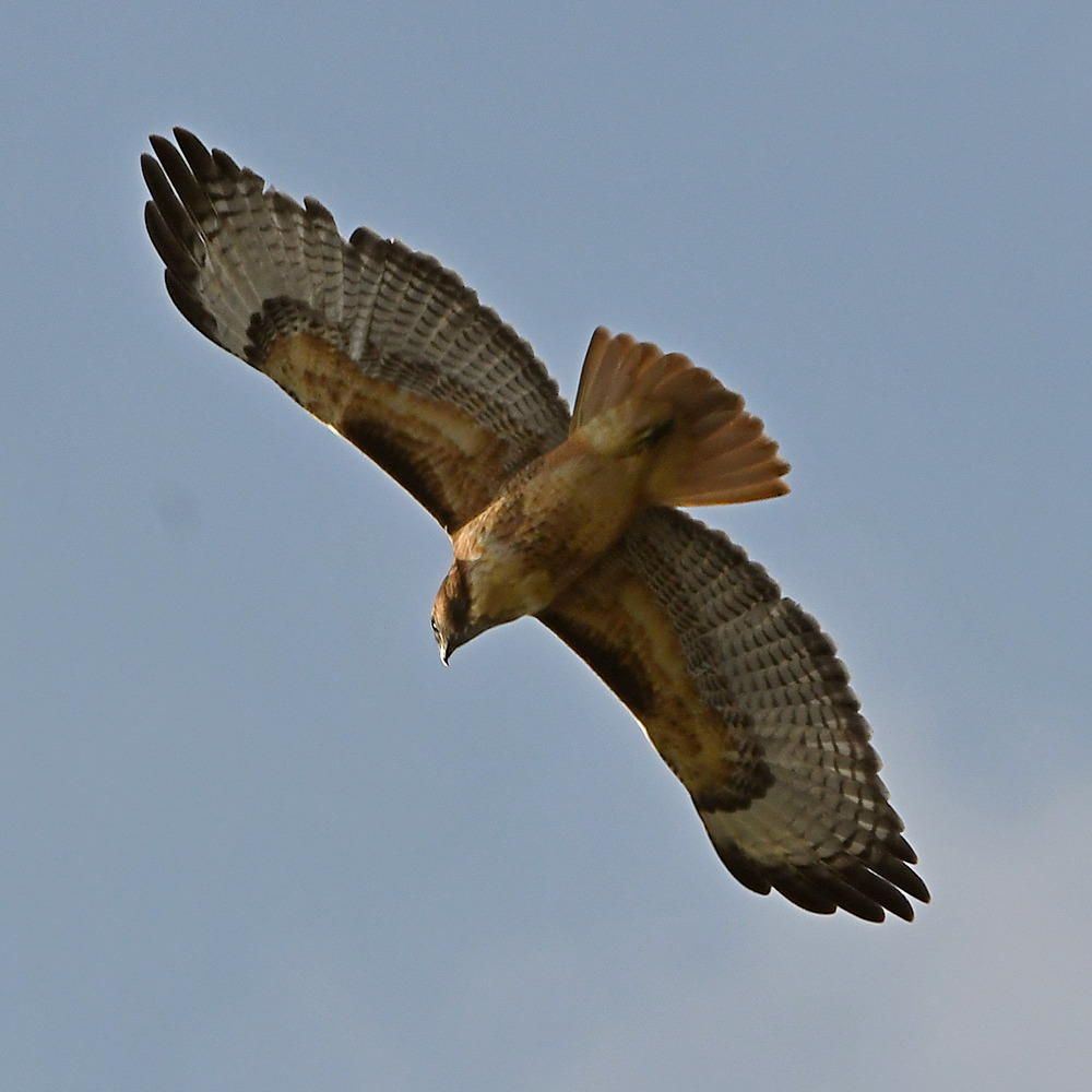 Hawk2.jpg
