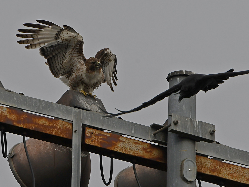 Hawk2.jpg