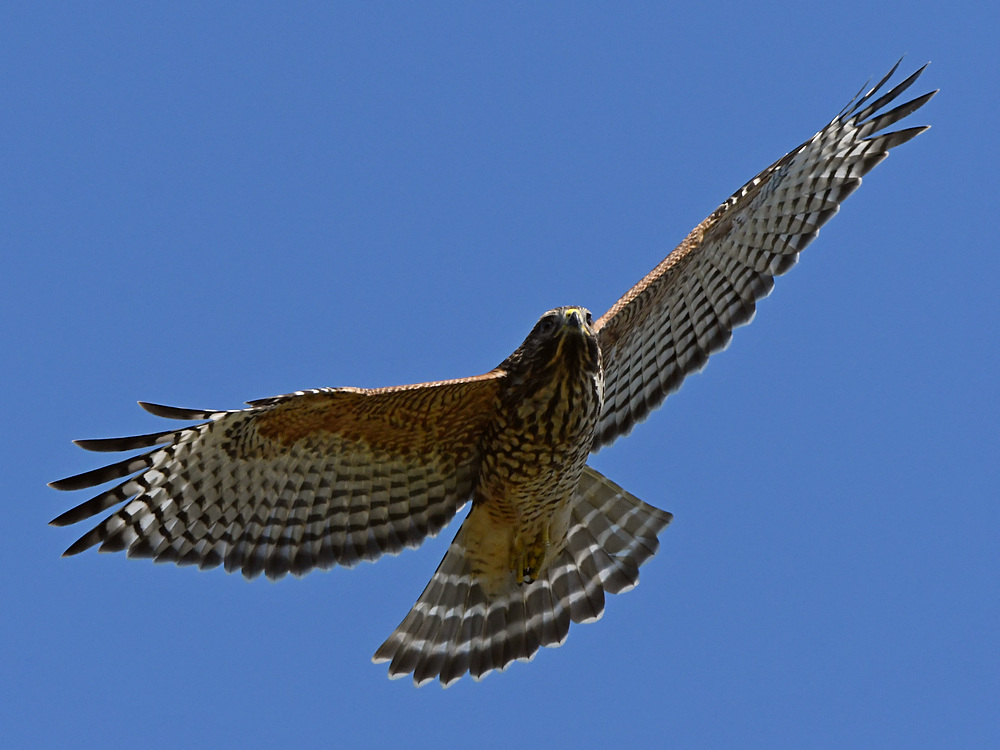 Hawk2.jpg