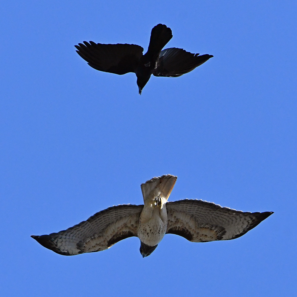 Hawk2.jpg