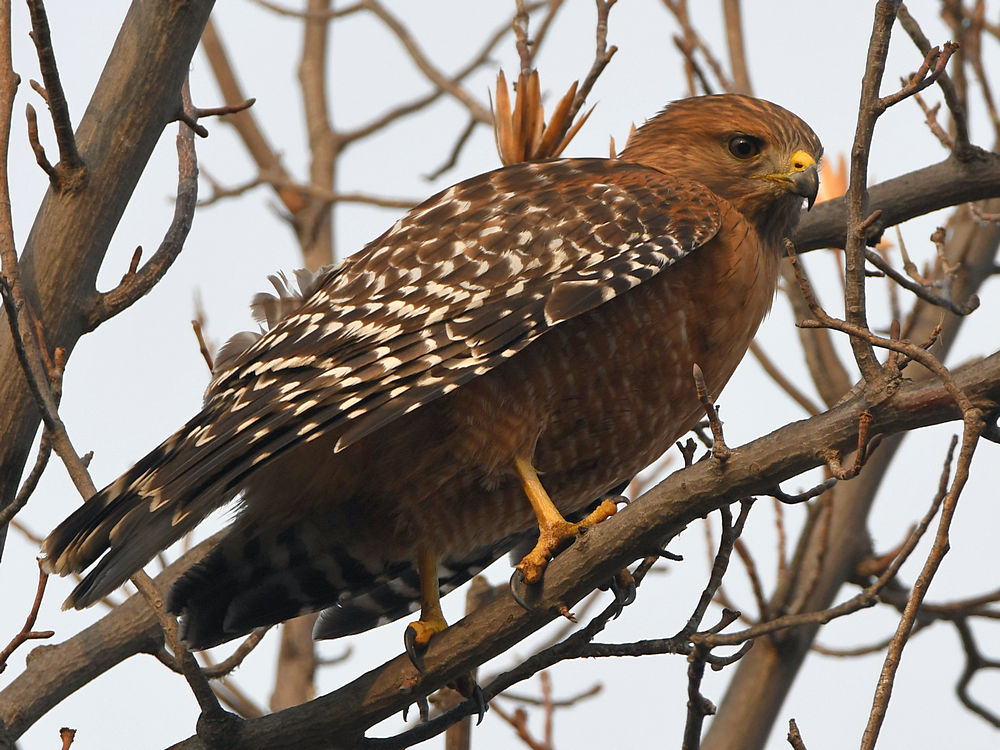 Hawk2.jpg