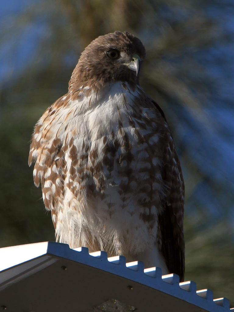 Hawk2.jpg