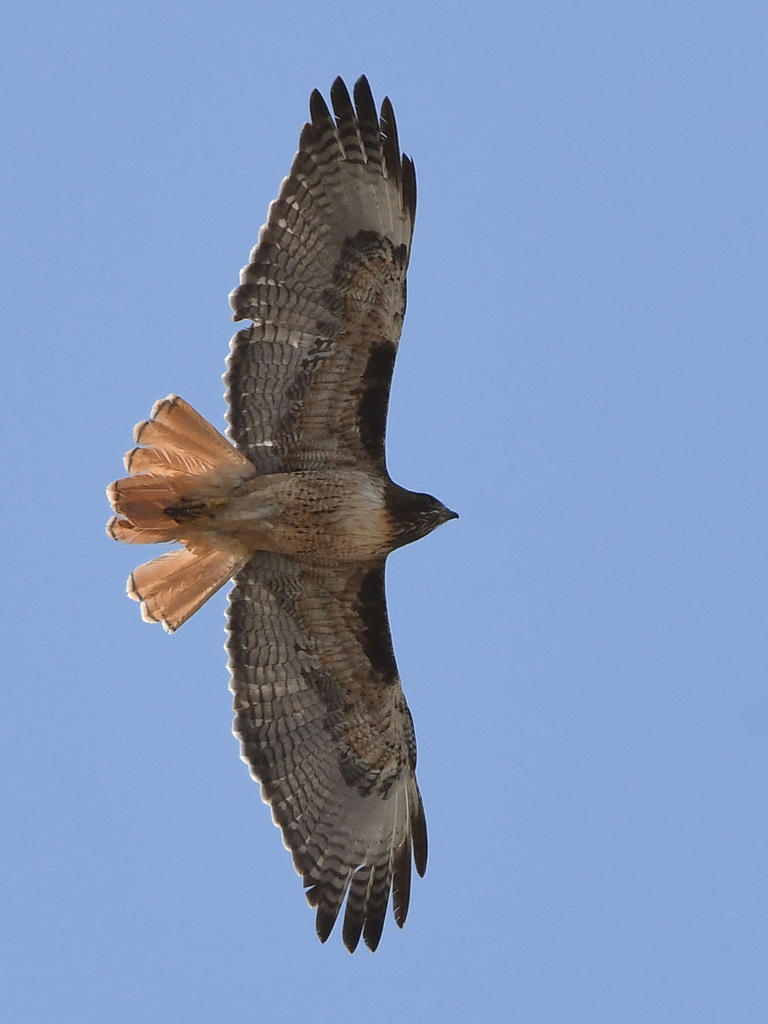 Hawk2.jpg