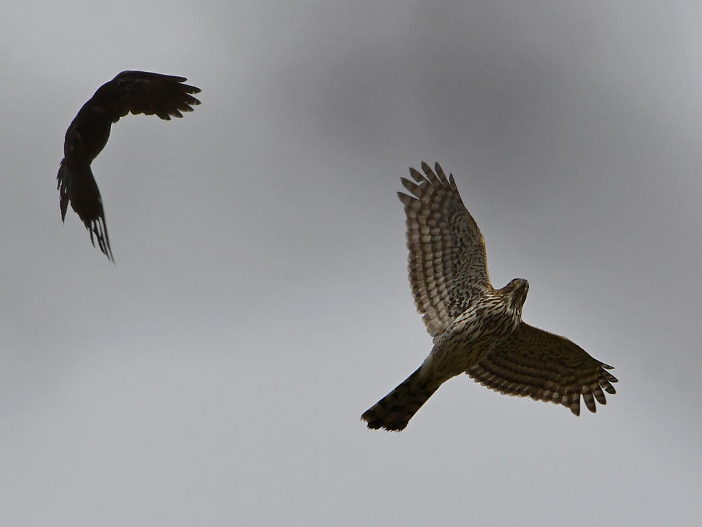 Hawk2.jpg