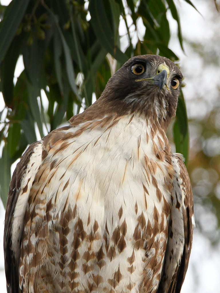 Hawk2.jpg