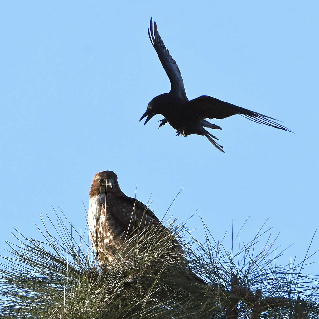 Hawk2.jpg