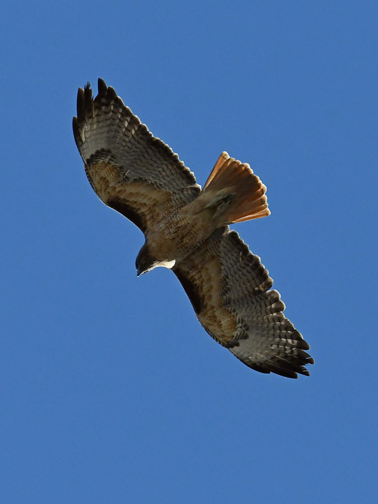 Hawk2.jpg