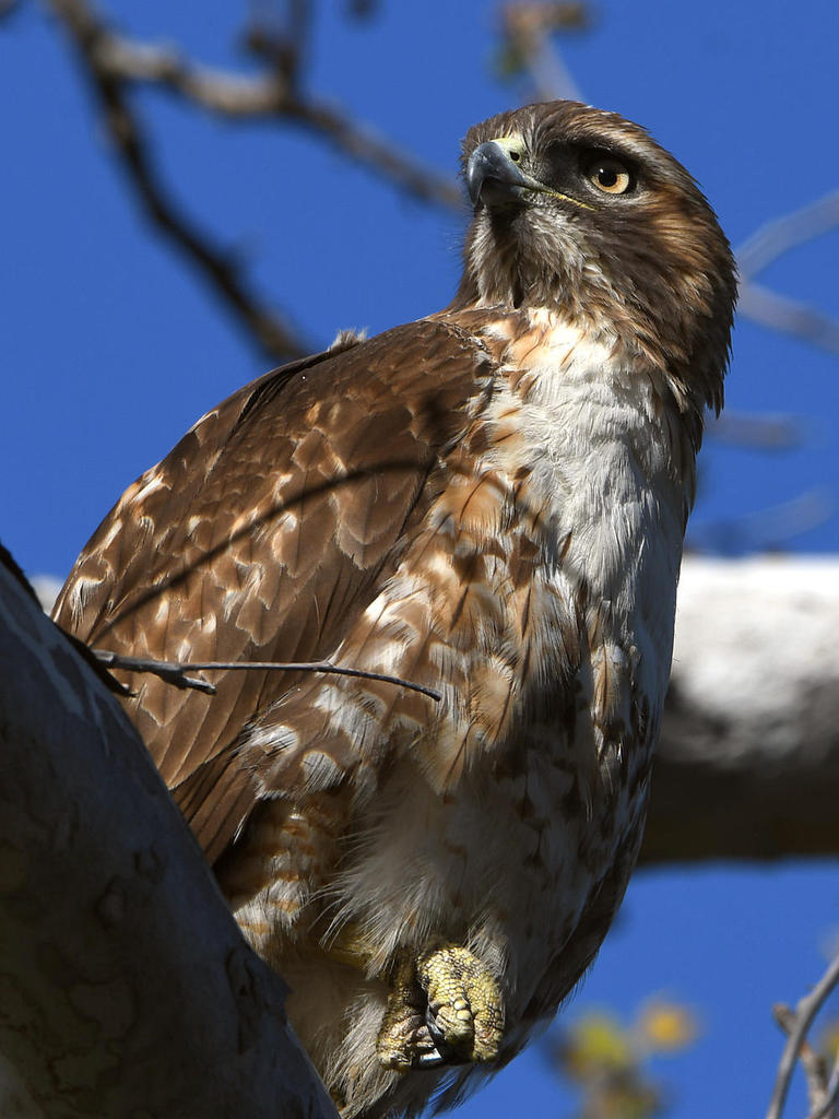Hawk2.jpg