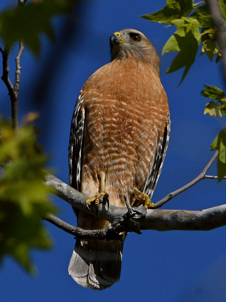 Hawk2.jpg
