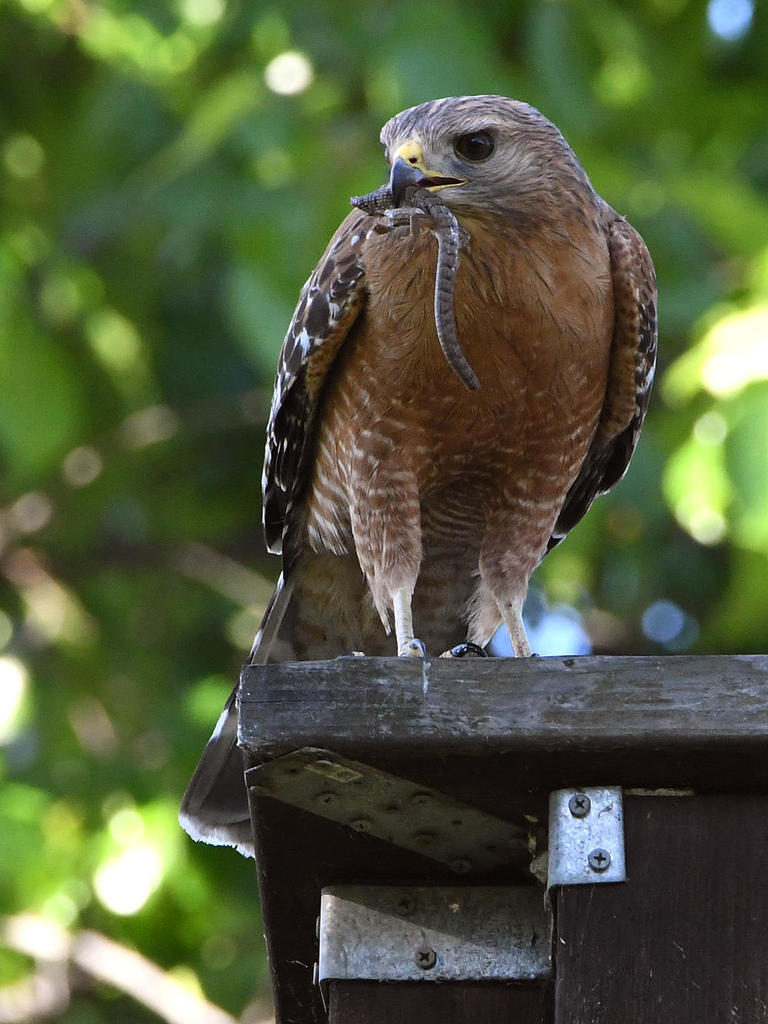 Hawk2.jpg
