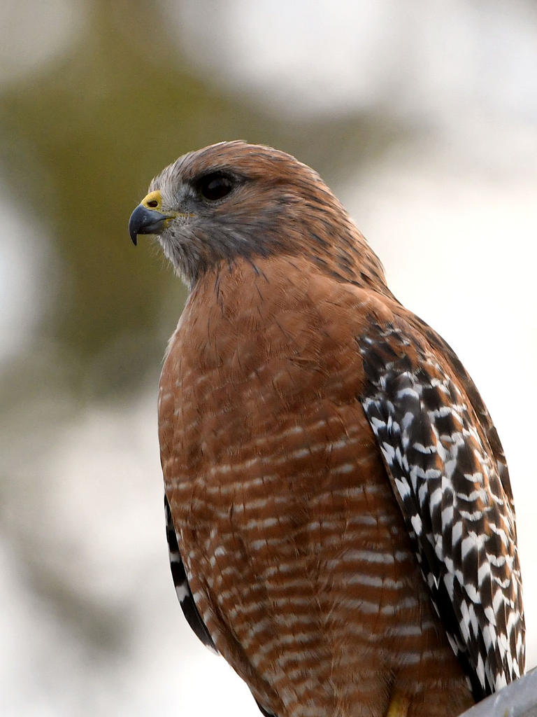 Hawk2.jpg