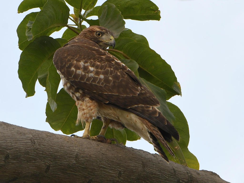 Hawk2.jpg