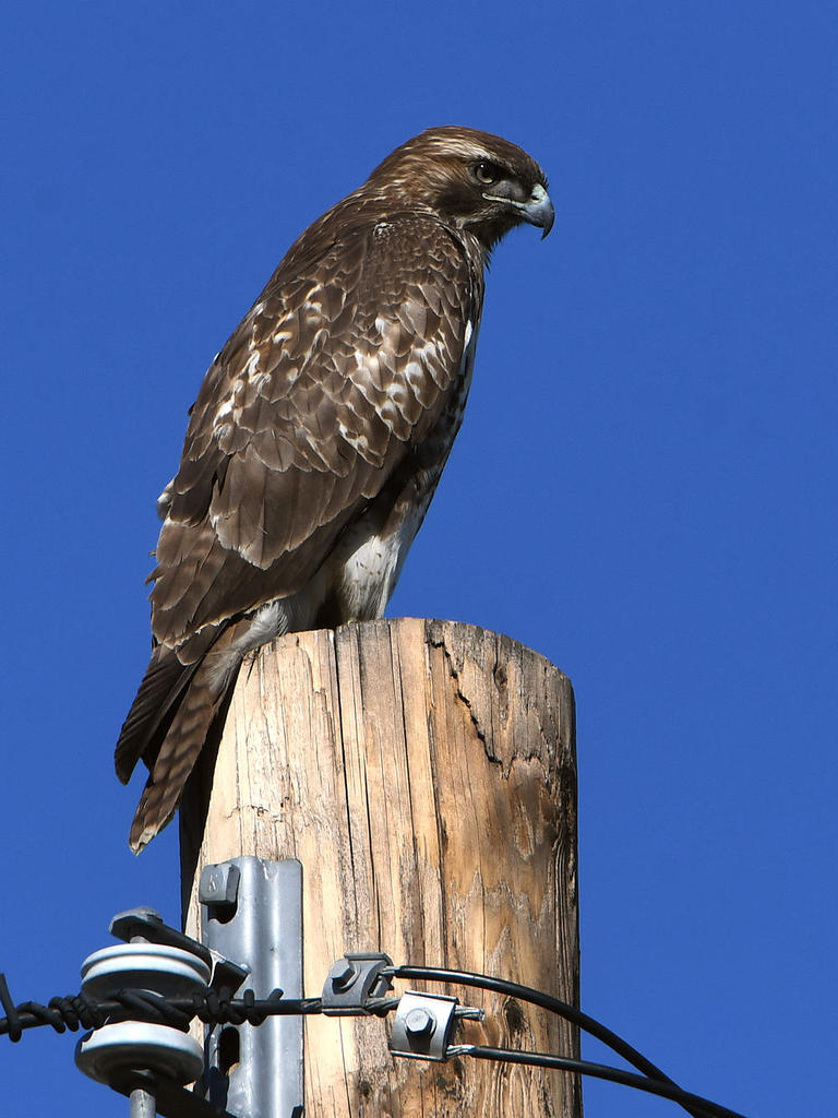 Hawk2.jpg