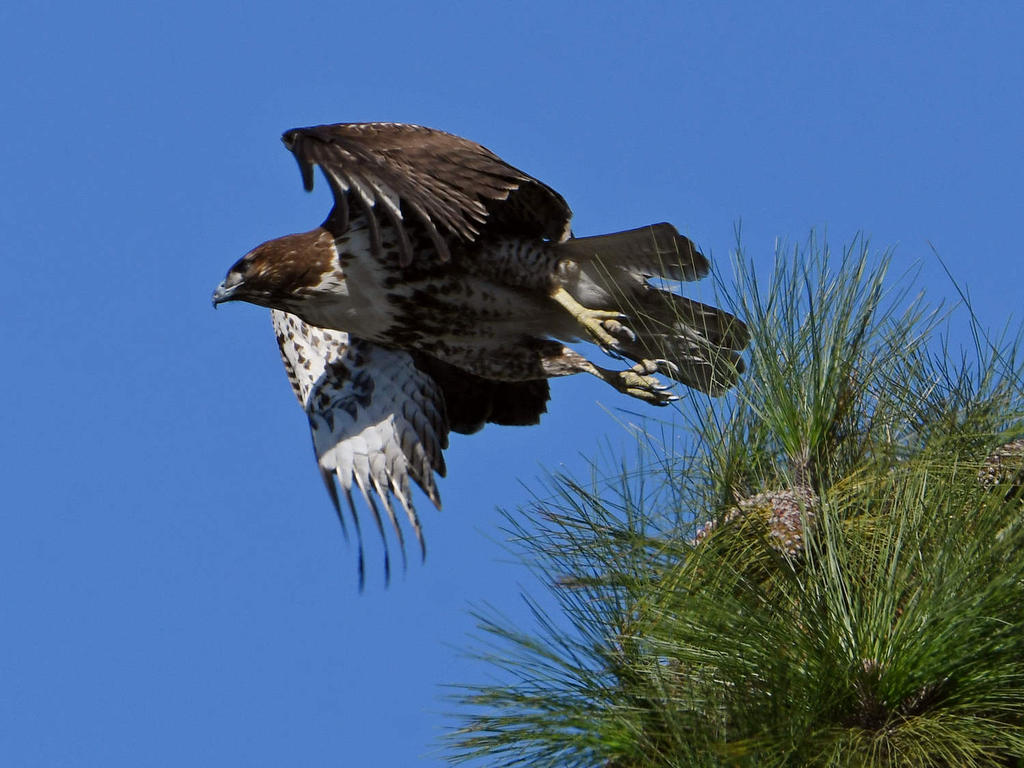 Hawk2.jpg