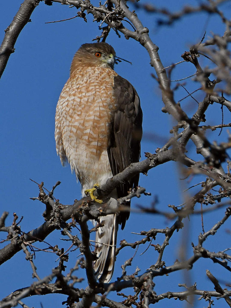 Hawk2.jpg
