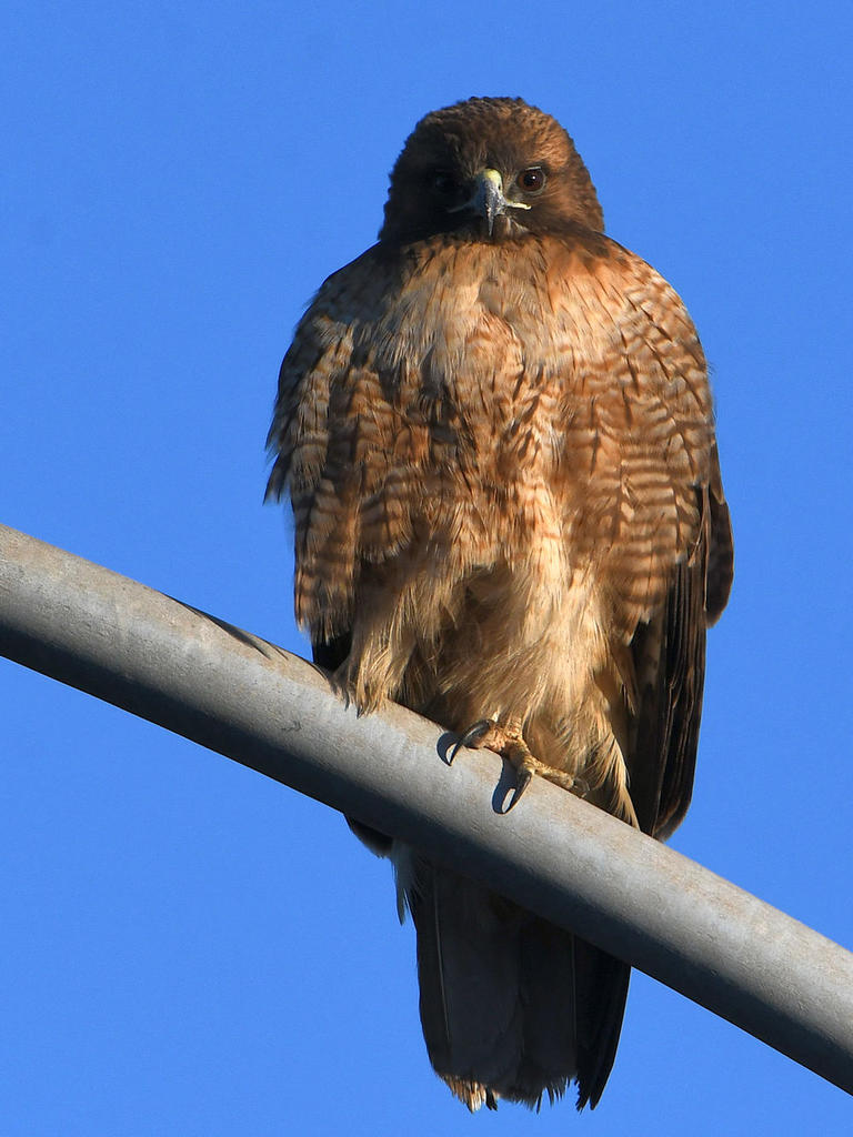 Hawk2.jpg