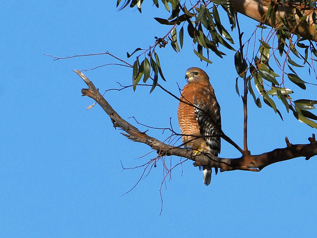 Hawk2.jpg