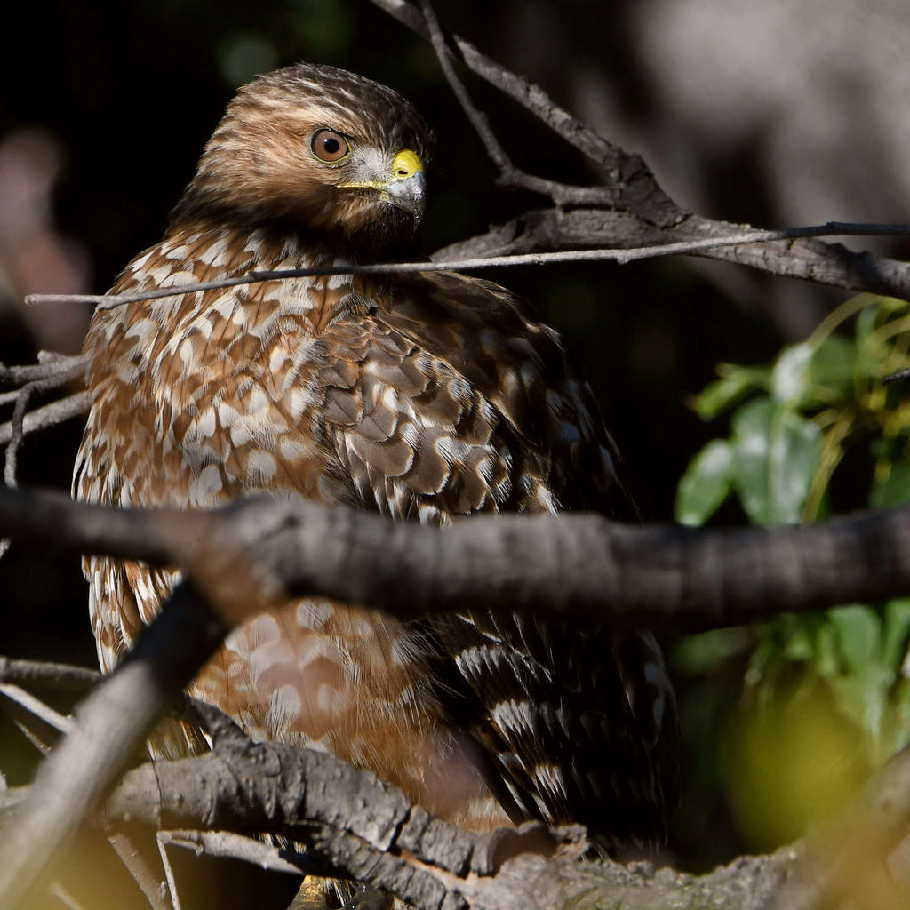 Hawk2.jpg