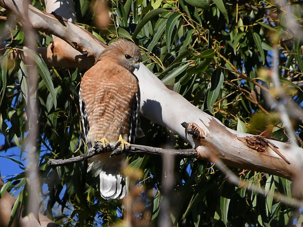 Hawk2.jpg
