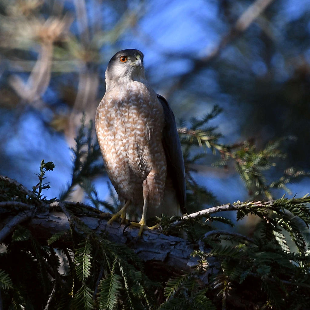 Hawk2.jpg