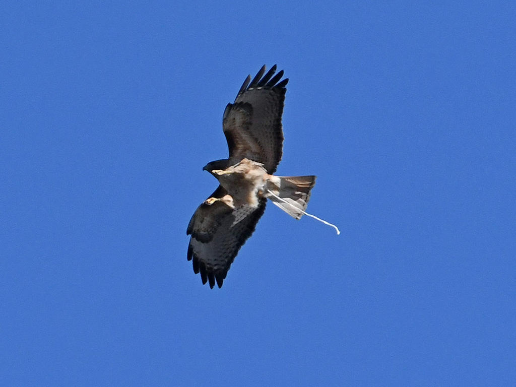 Hawk2.jpg