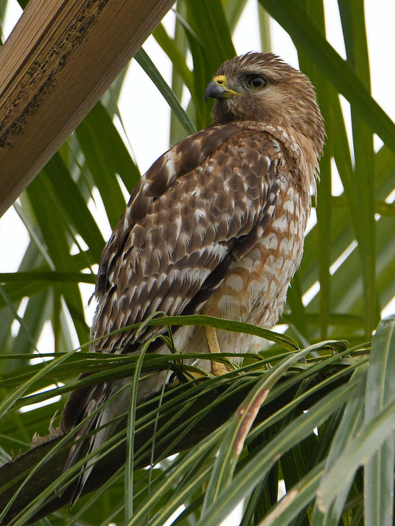 Hawk2.jpg