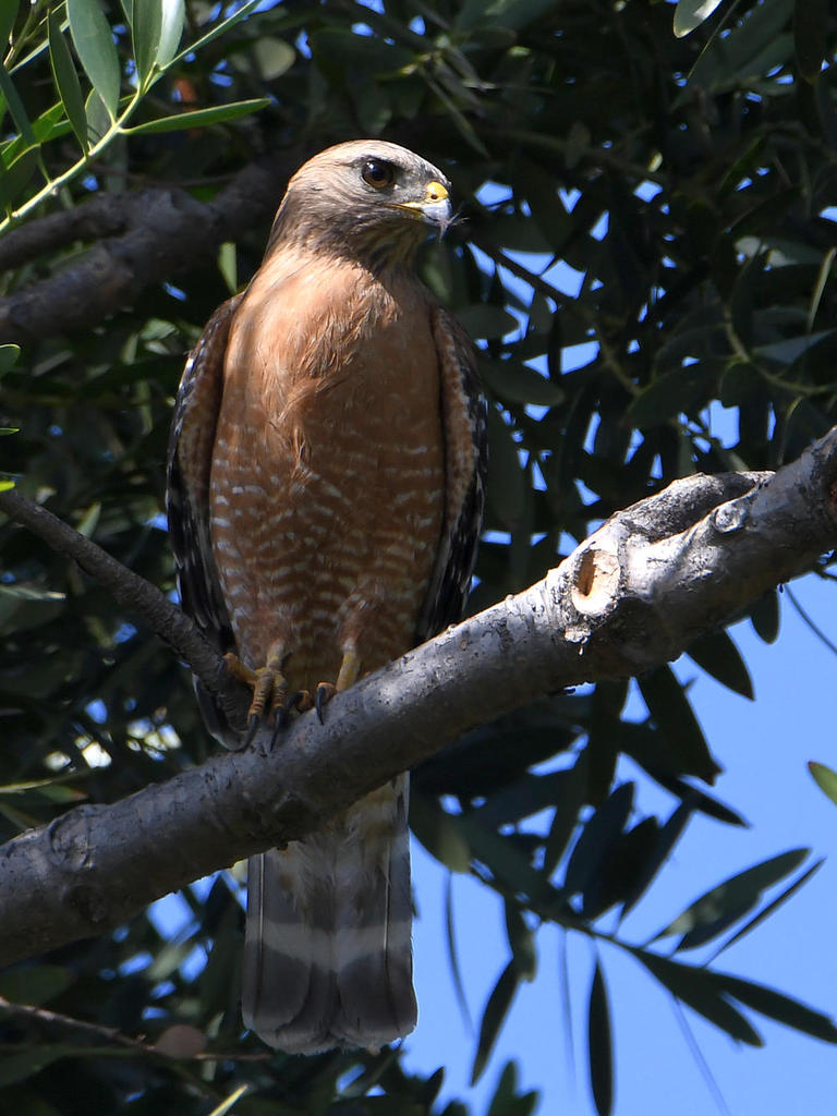 Hawk2.jpg