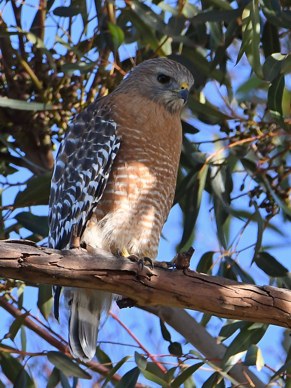 Hawk2.jpg