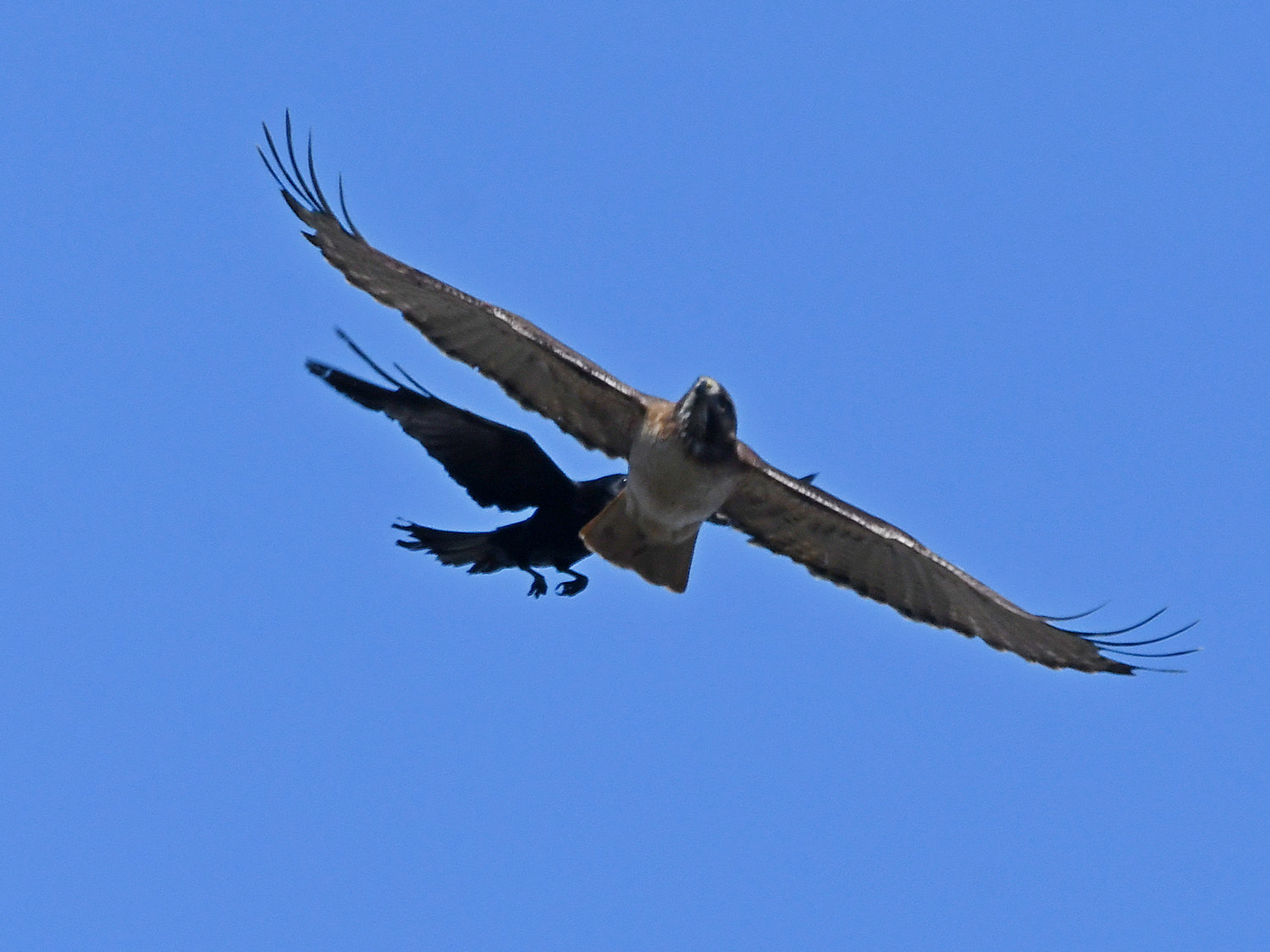 Hawk2.jpg