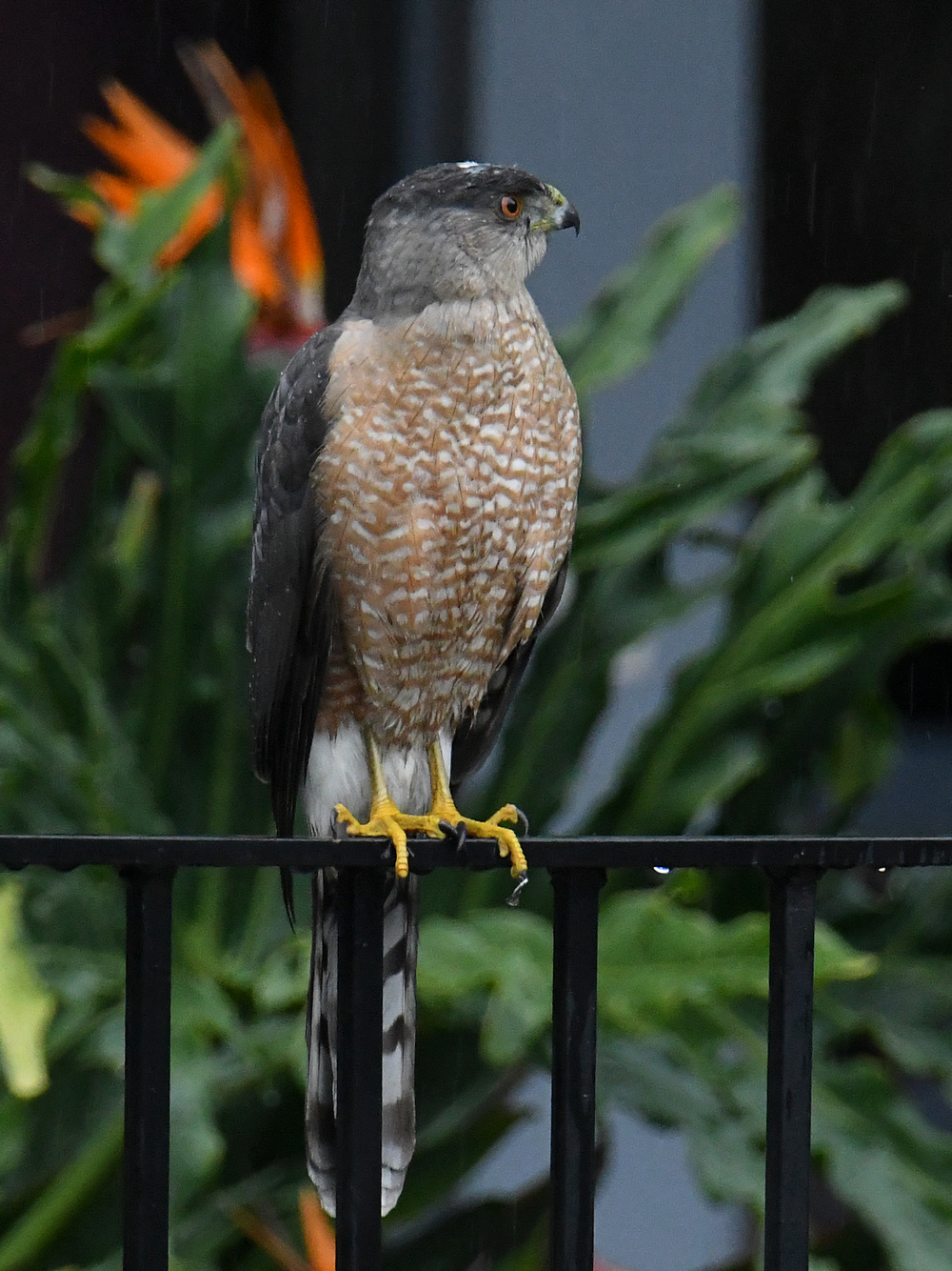 Hawk2.jpg