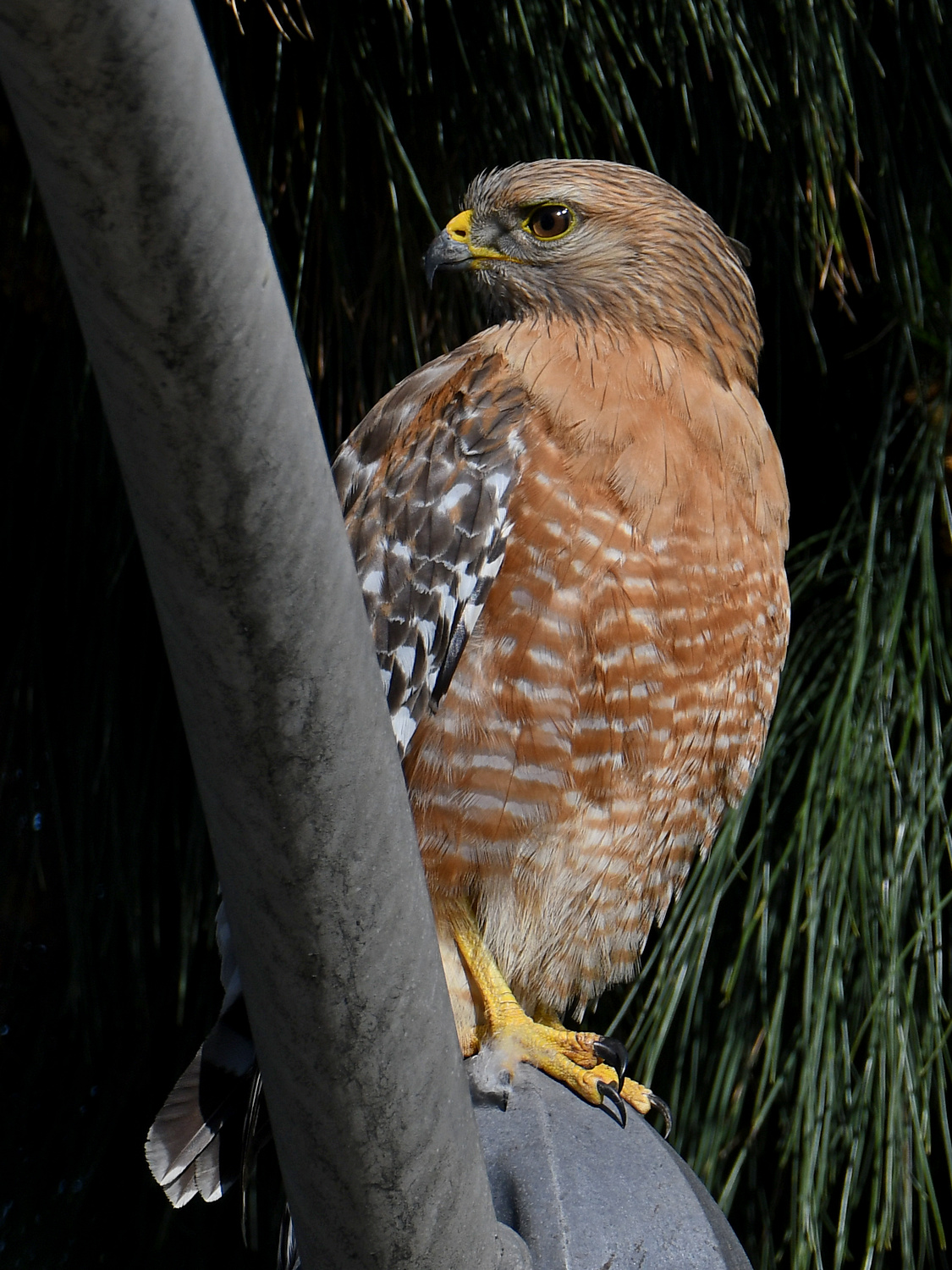 Hawk2.jpg