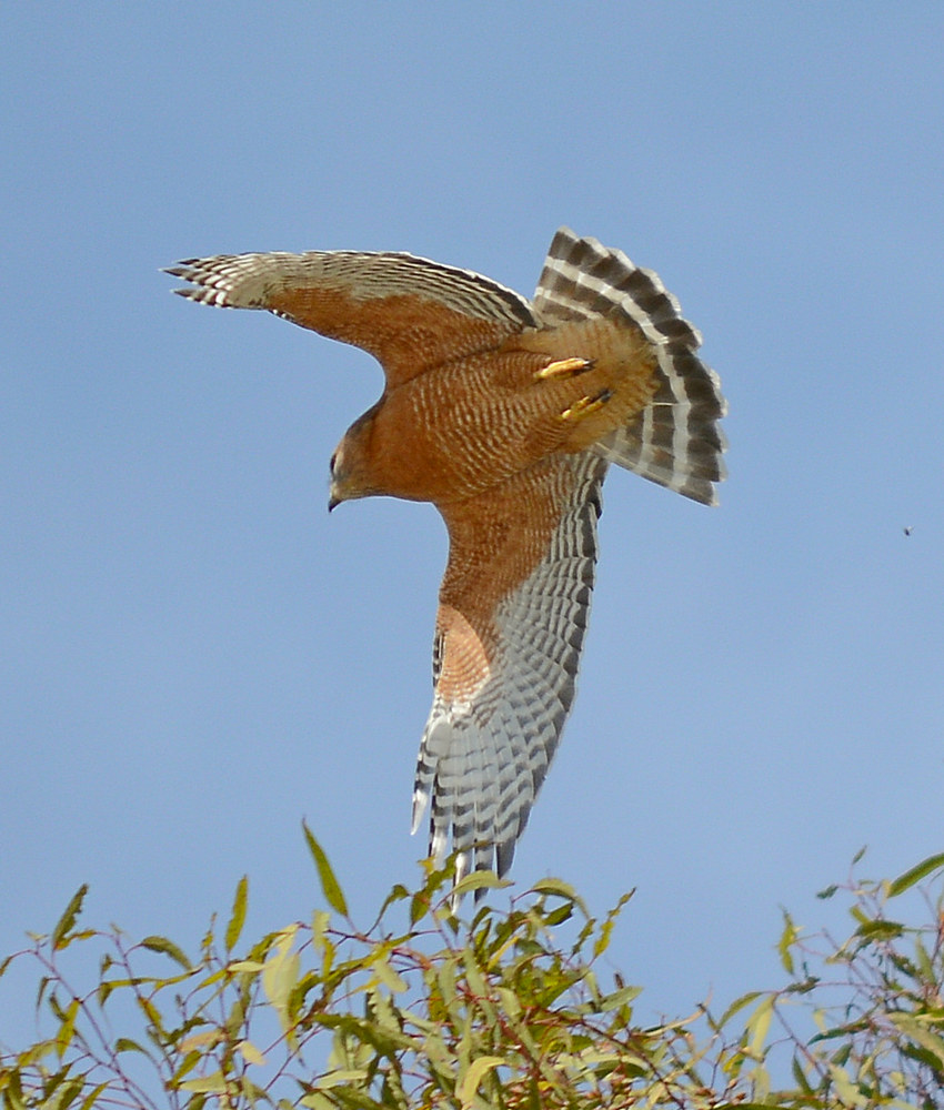Hawk2.jpg