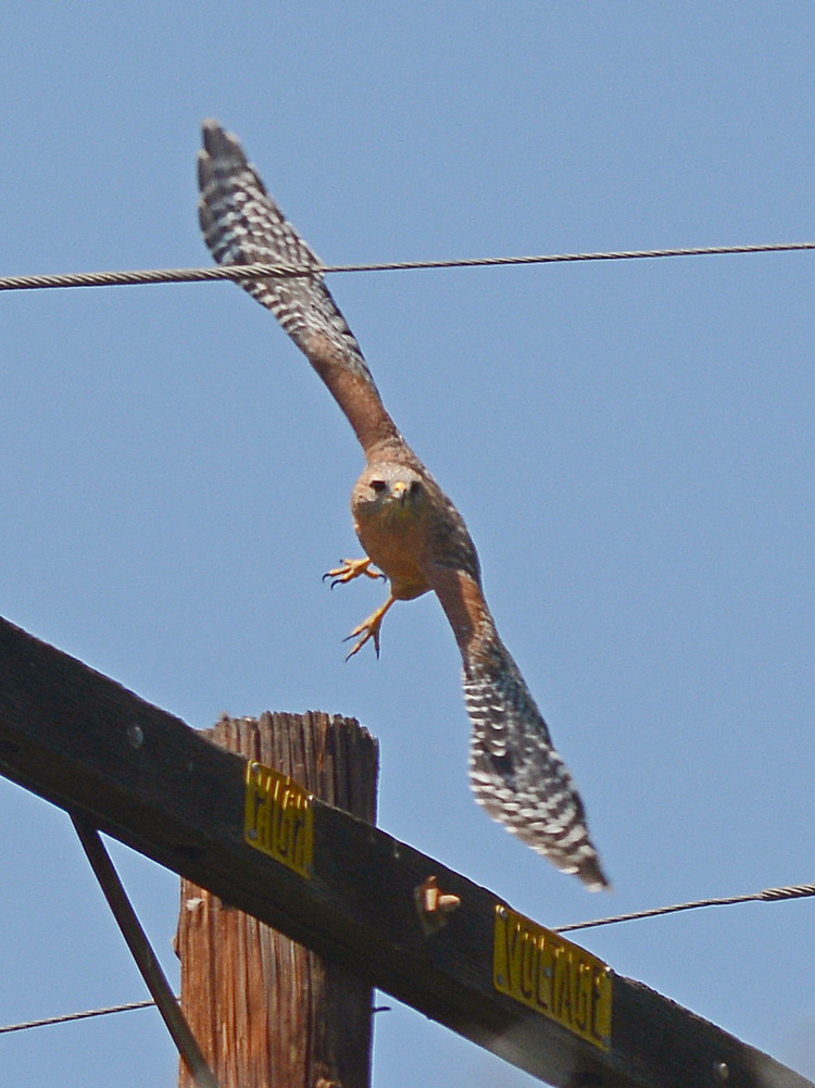 Hawk2.jpg