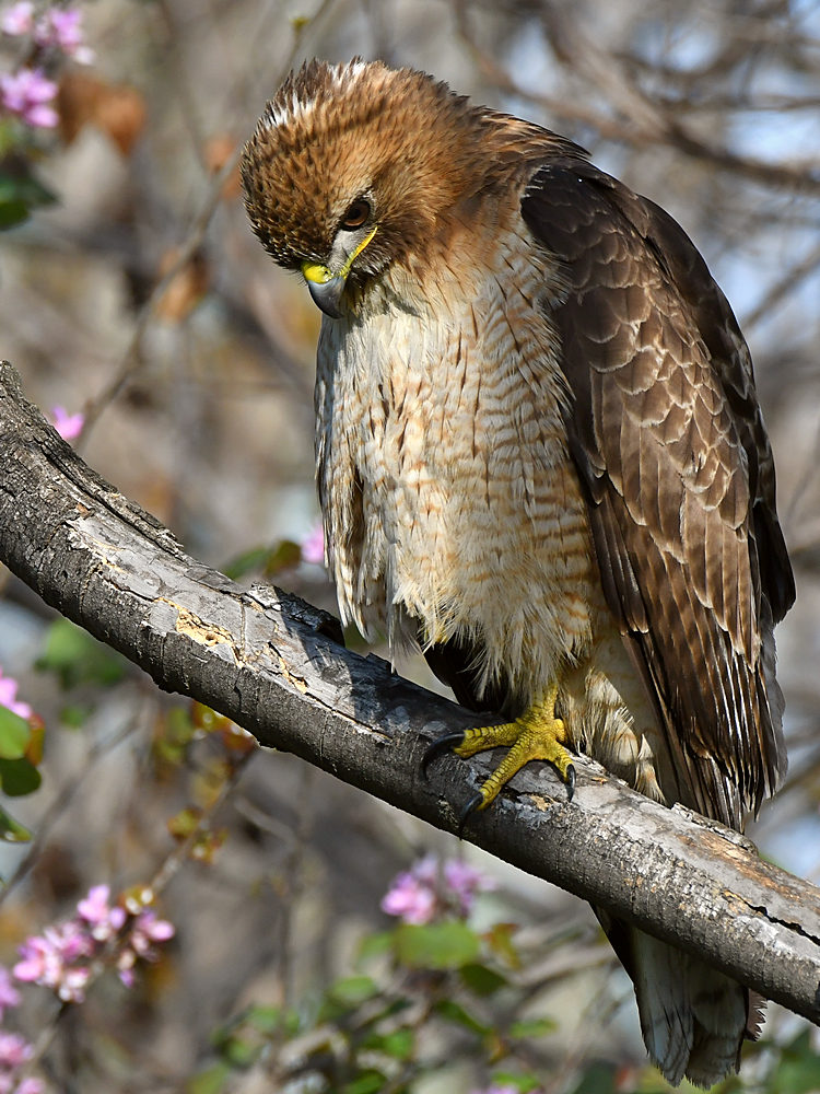 Hawk20.jpg
