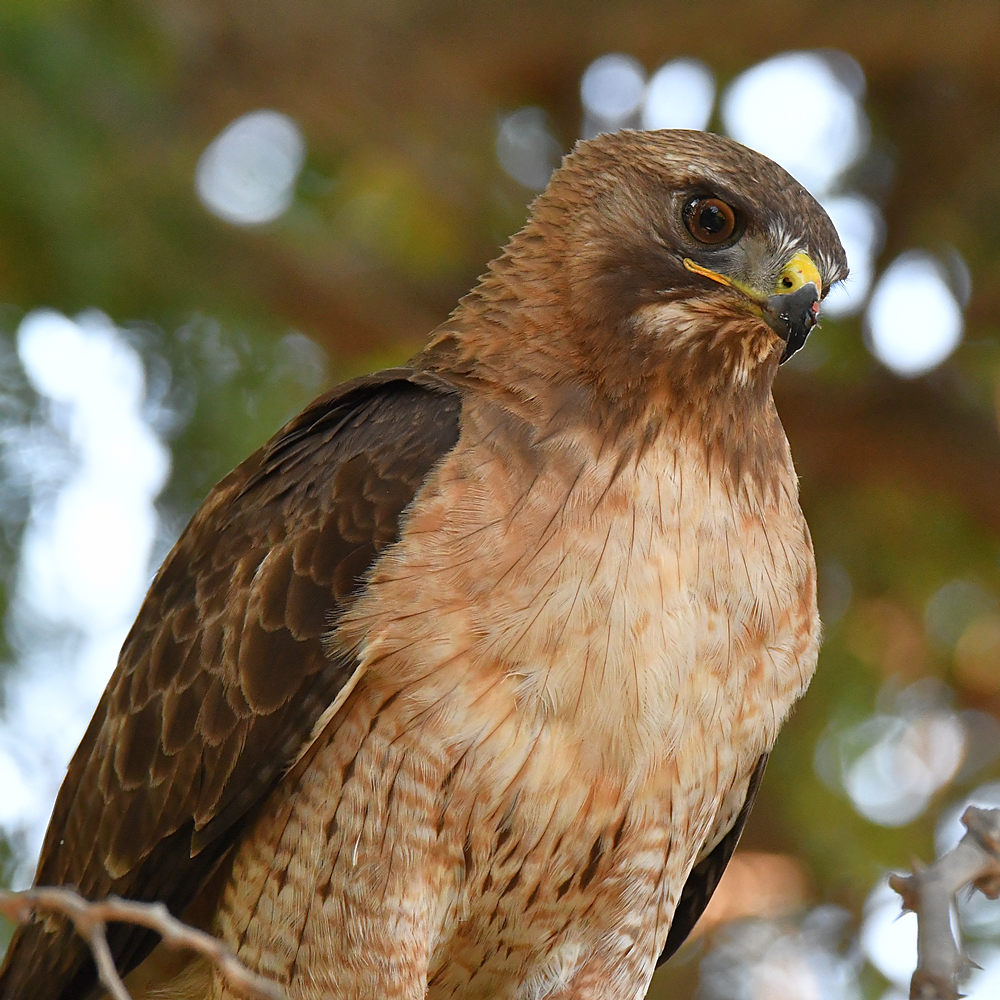 Hawk20.jpg