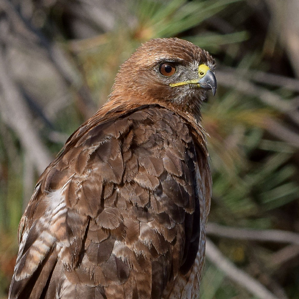 Hawk20.jpg