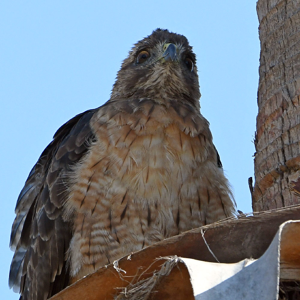 Hawk20.jpg