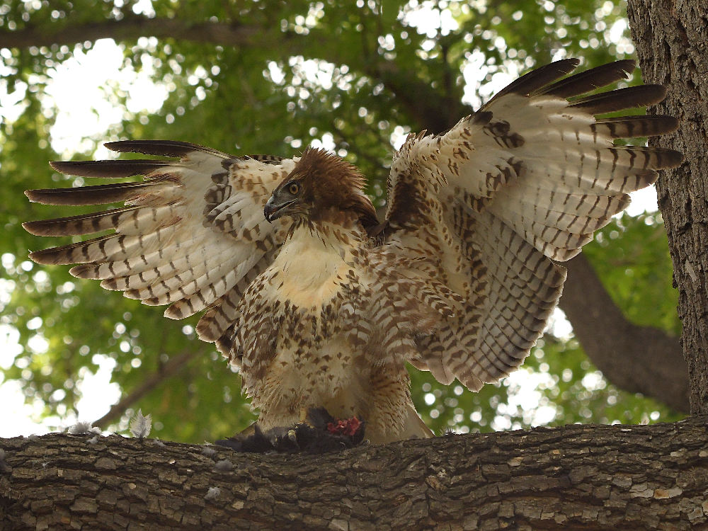 Hawk20.jpg