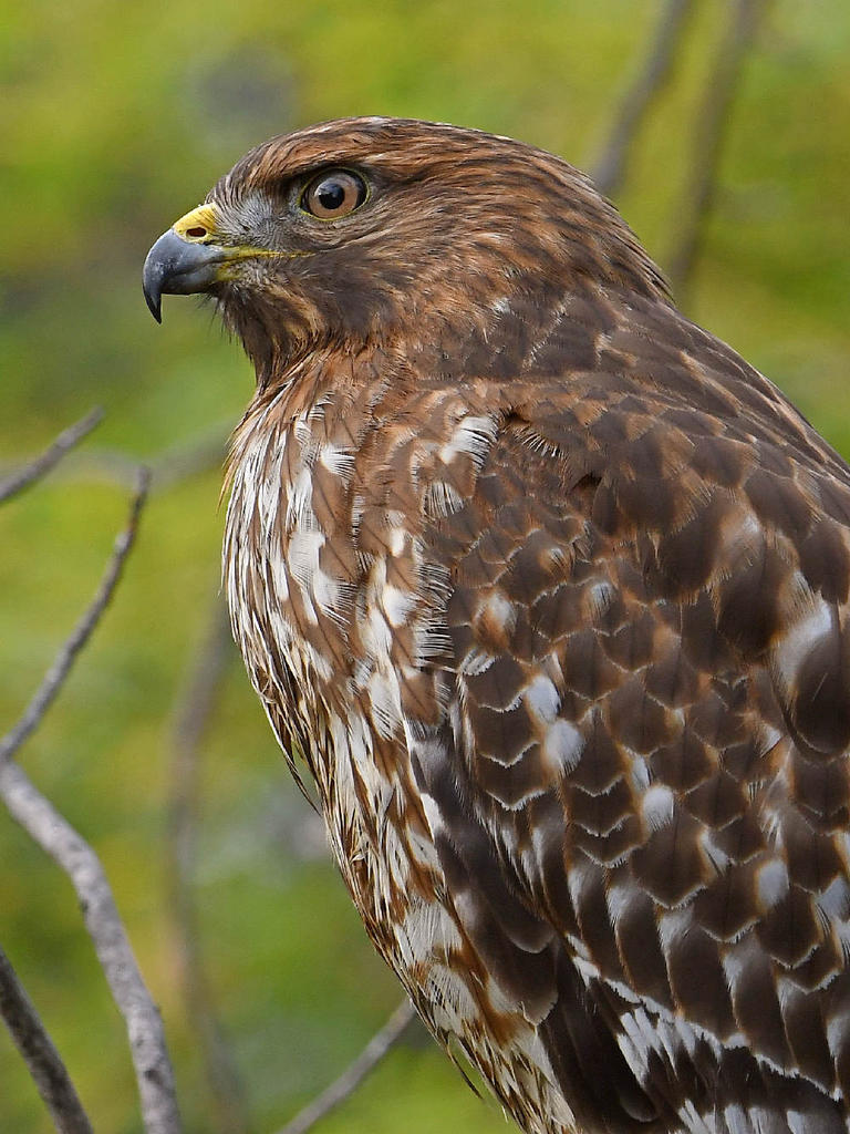 Hawk20.jpg