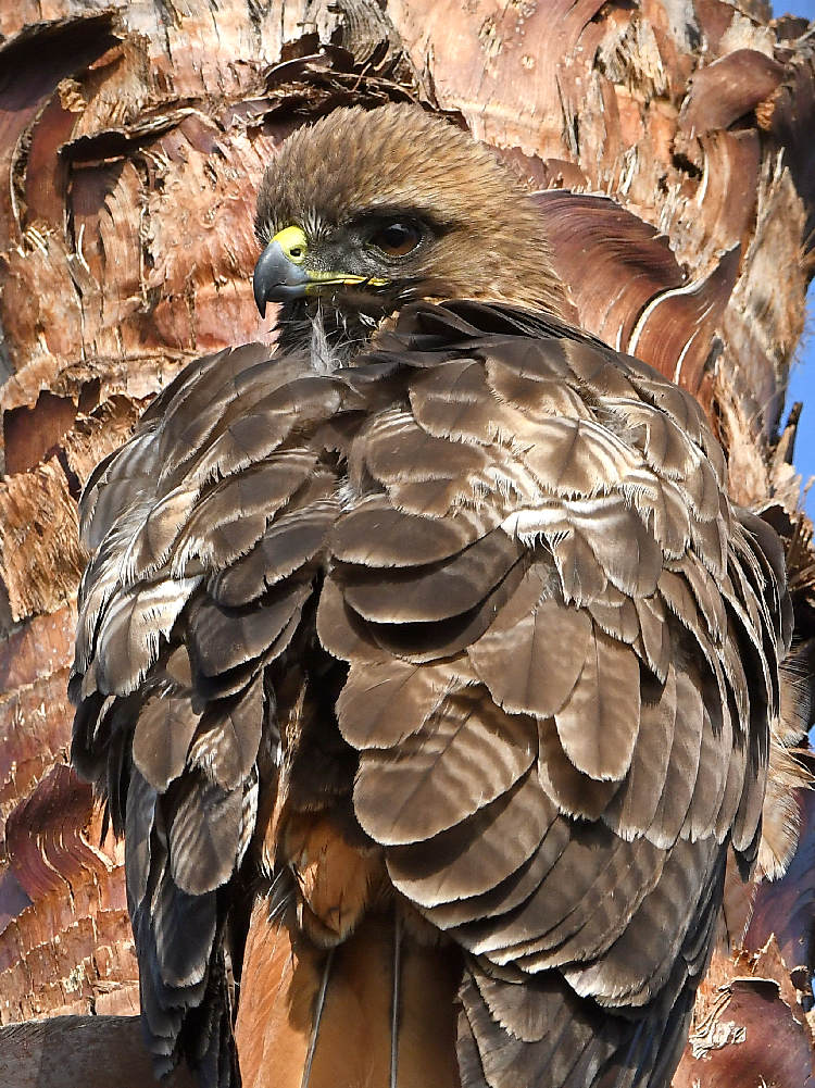 Hawk20.jpg
