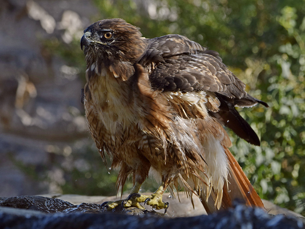 Hawk20.jpg