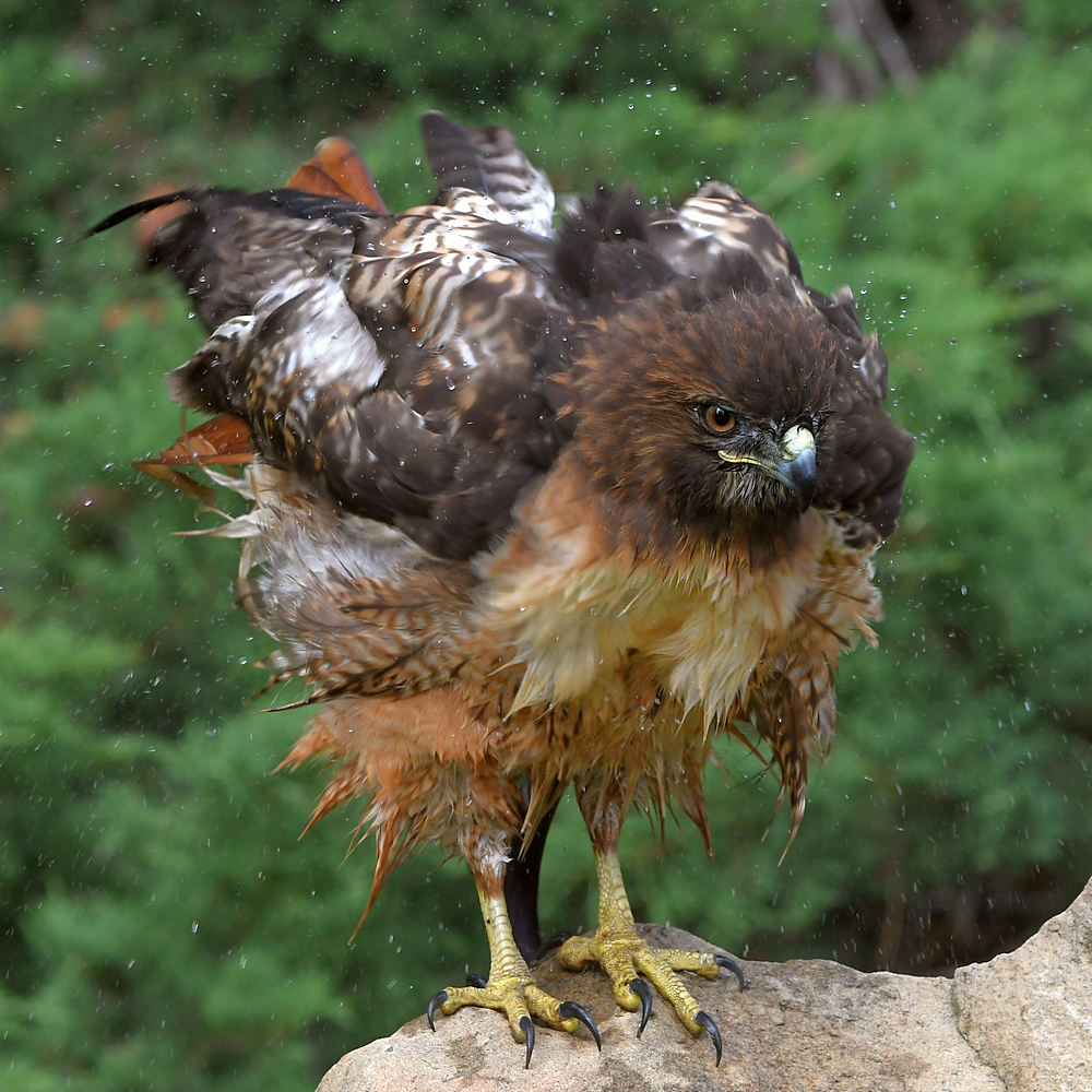 Hawk20.jpg