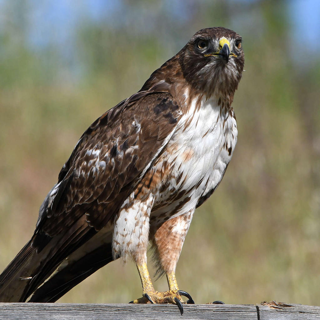 Hawk20.jpg