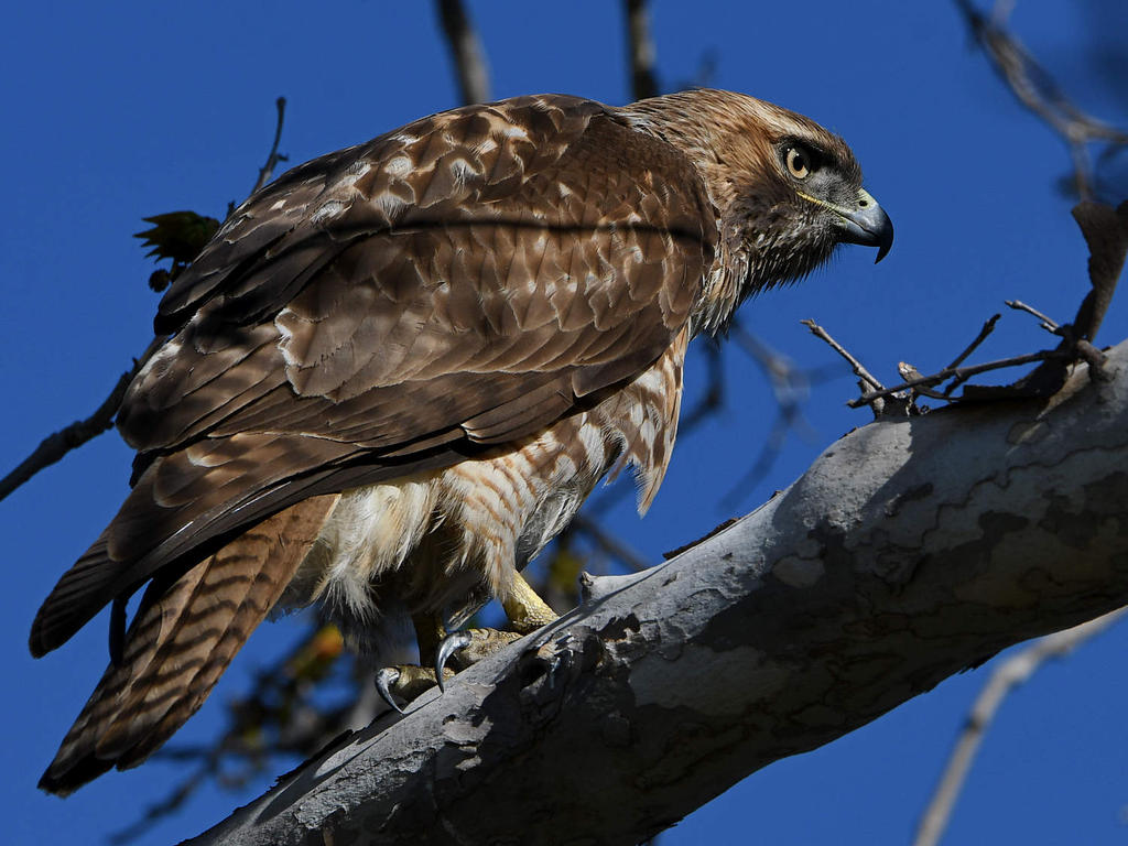 Hawk20.jpg