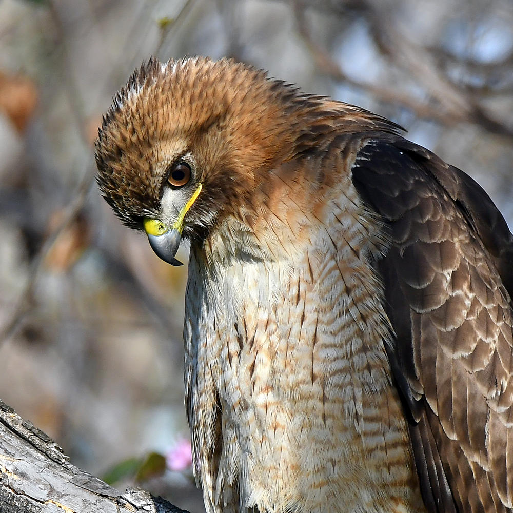 Hawk21.jpg