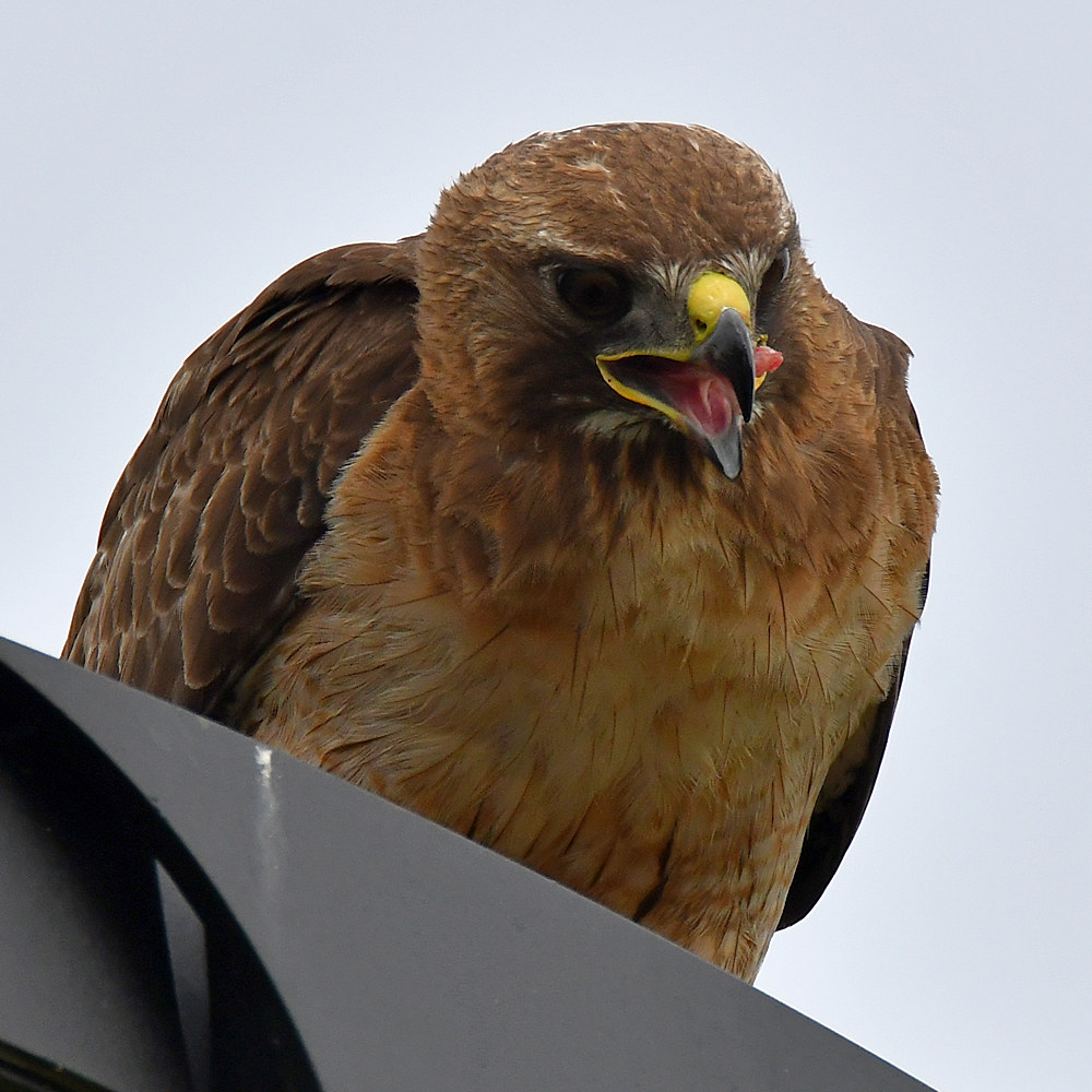 Hawk21.jpg