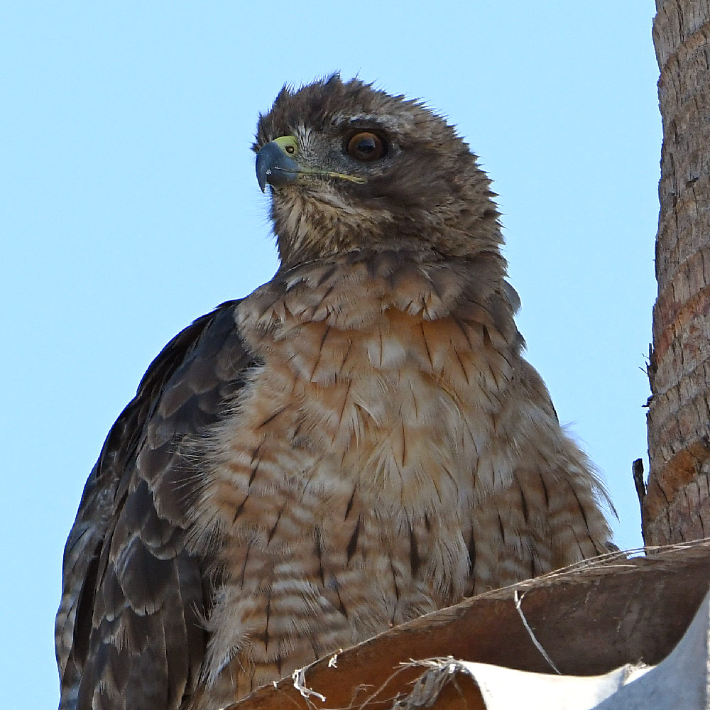 Hawk21.jpg