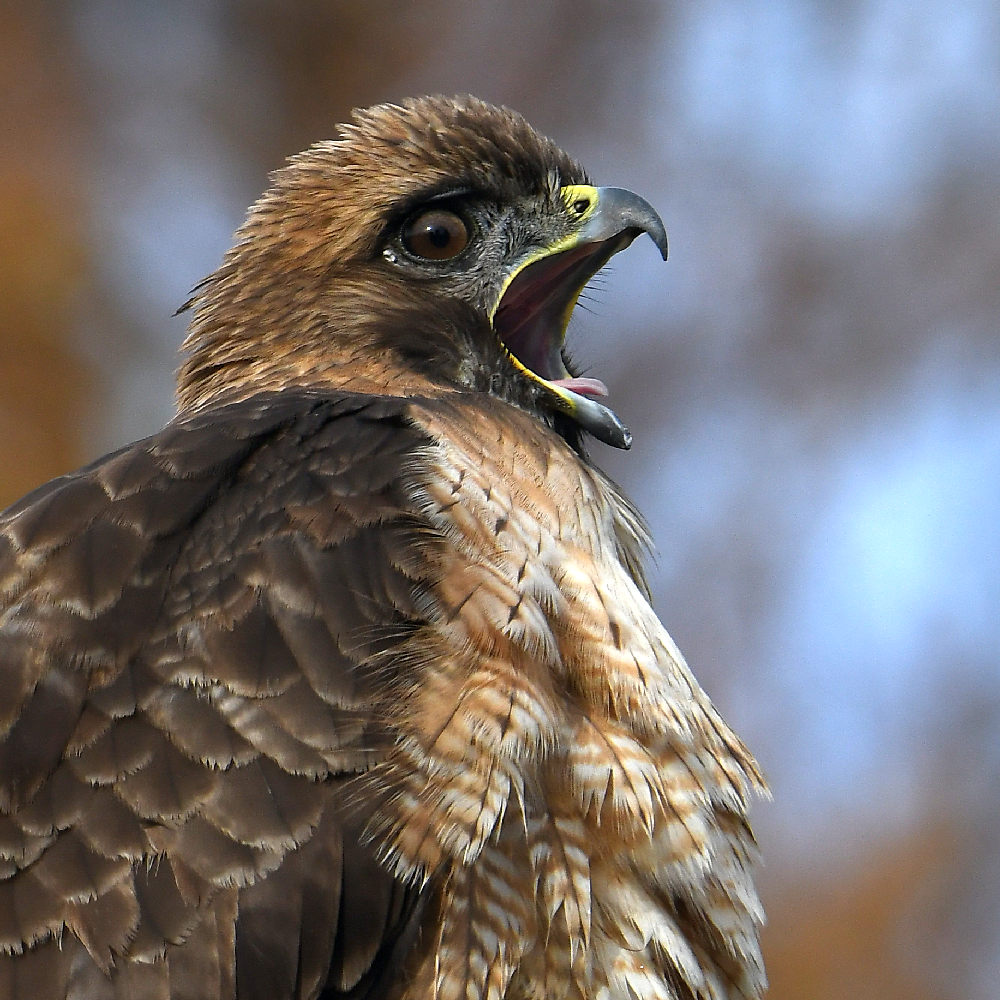 Hawk21.jpg