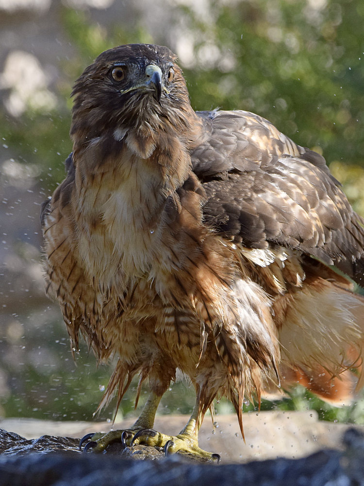 Hawk21.jpg